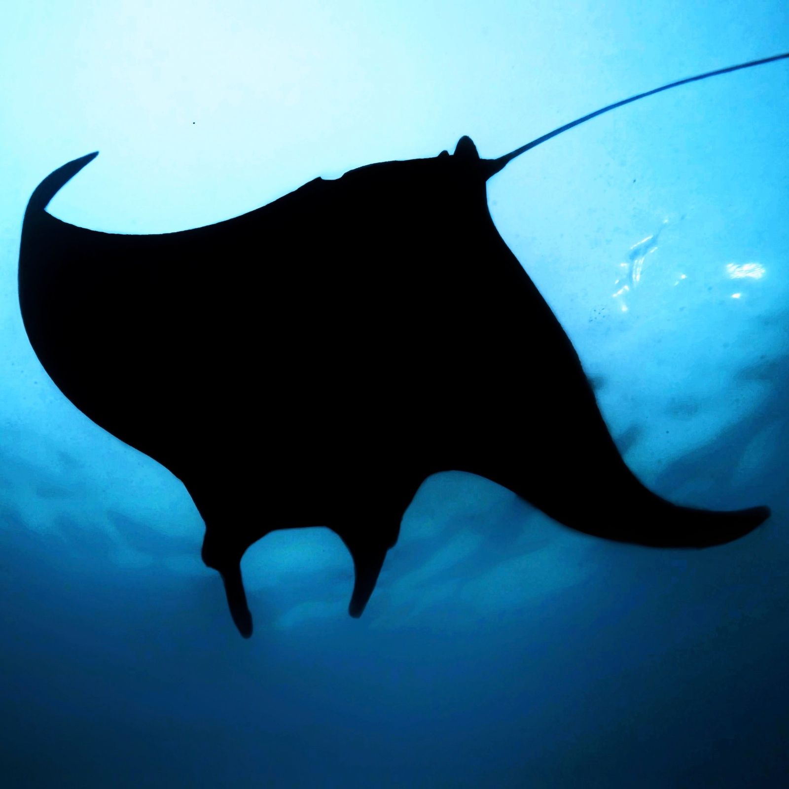Silueta de una manta nadando bajo la superficie
